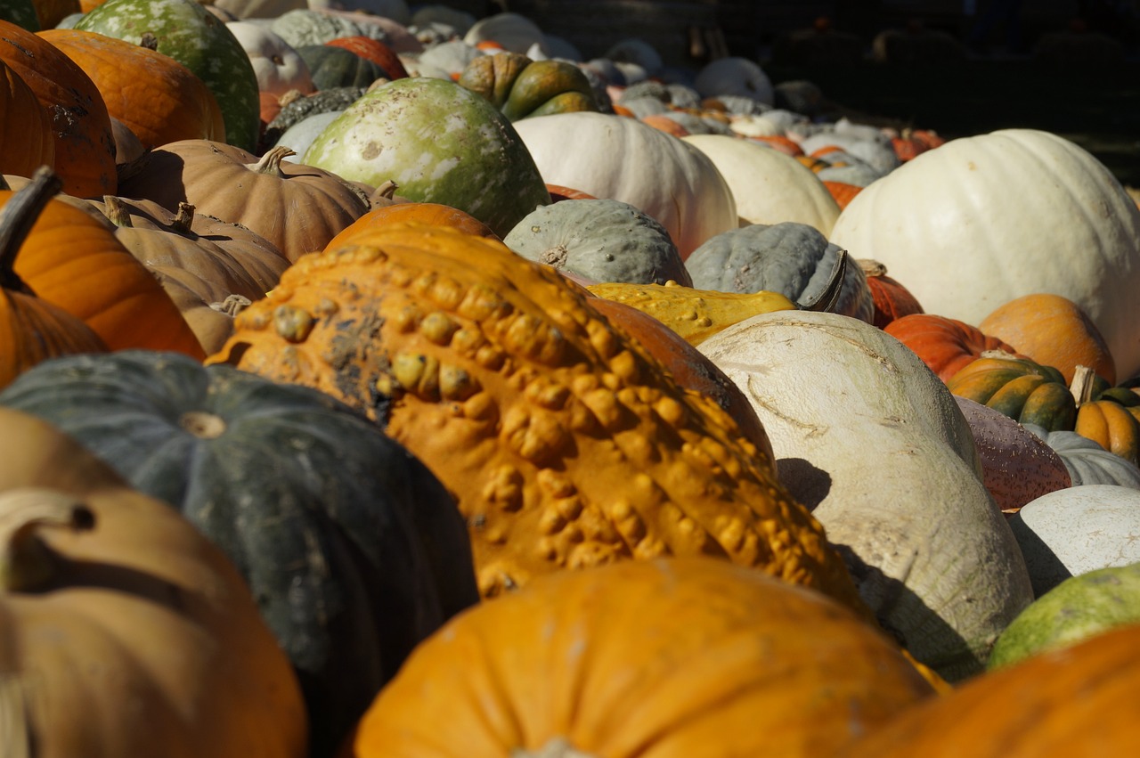 Why is Genetic Diversity Important in Conservation Efforts?